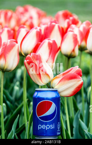 Pepsi Cola Can 330ml flowers and tulips background. Pepsi is a carbonated soft drink that is produced and manufactured by PepsiCo Stock Photo