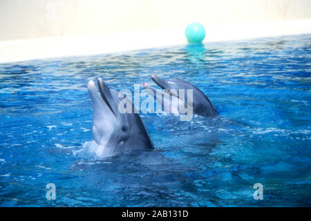 Las Vegas, Nevada, USA 11th March 1995 Dolphins at Siegfried and Roy The Secret Garden on March 11, 1995 at The Mirage Hotel and Casino in Las Vegas, Nevada, USA. Photo by Barry King/Alamy Stock Photo Stock Photo