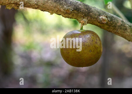 Cai Be, Mekong Deltal, Vietnam - March 13, 2019:  Closeuo of green-brown star apple hanging from branch of tree in garden of Mr. Kiet his historic hou Stock Photo