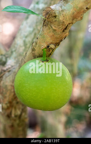 Cai Be, Mekong Deltal, Vietnam - March 13, 2019:  Closeup of fresh green star apple hanging from branch of tree in garden of Mr. Kiet his historic hou Stock Photo