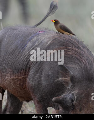 A yellow-billed oxpecker (Buphagus africanus) on the back of a common warthog (Phacochoerus africanus). The oxpecker appears to have been feeding at a