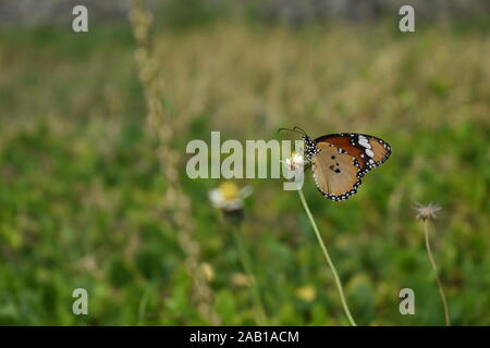 A Plain Tiger butterfly perched on a coatbuttons flower in the beginning of rainy season in Surakarta, Indonesia. Stock Photo