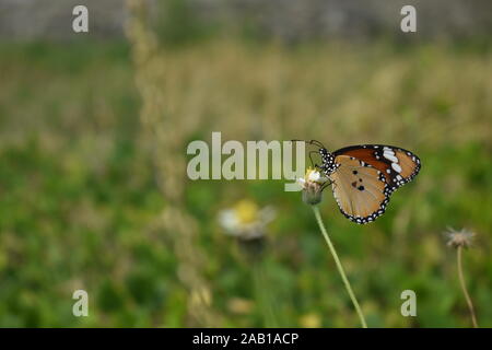 A Plain Tiger butterfly perched on a coatbuttons flower in the beginning of rainy season in Surakarta, Indonesia. Stock Photo