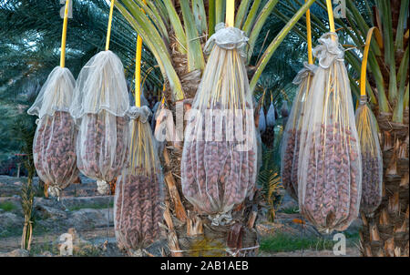 Date Plantation, bagged mature 'Deglet Noor' variety,  Phoenix dactylifera, preharvest,  California. Stock Photo