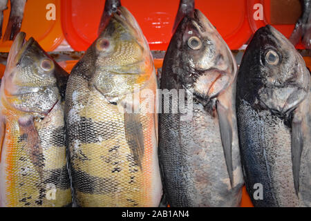 Lima, Peru - Nov 17, 2019: Fresh fish on sale at Chorillos fishermans market Stock Photo