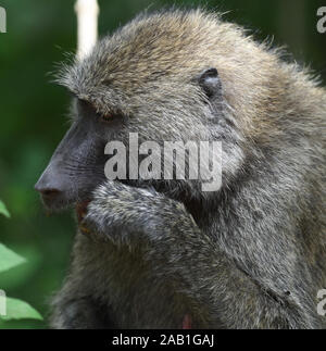 An olive baboon (Papio anubis) sits beside a track cracking and eating nuts. Arusha National Park. Arusha, Tanzania. Stock Photo