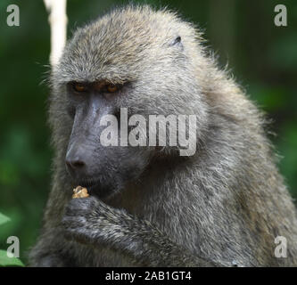 An olive baboon (Papio anubis) sits beside a track cracking and eating nuts. Arusha National Park. Arusha, Tanzania. Stock Photo