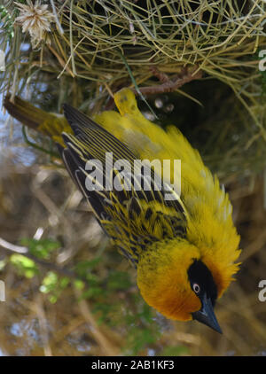 Close up portrait of a  male Speke's weaver (Ploceus spekei) at its nesting colony in a thorny acacia tree.  Sanya Juu, Boma Ngombe, Tanzania. Stock Photo