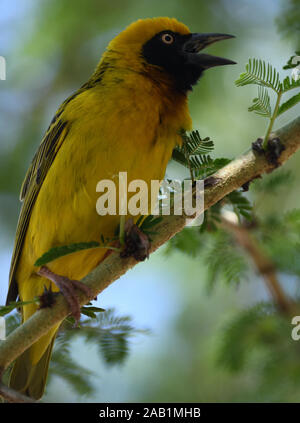 A  male Speke's weaver (Ploceus spekei) singing in its nesting colony in a thorny acacia tree.  Sanya Juu, Boma Ngombe, Tanzania. Stock Photo