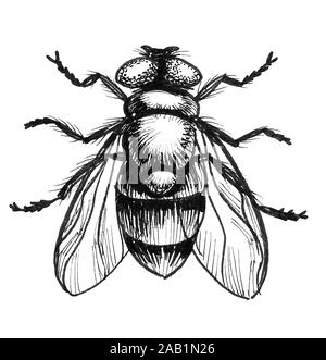 Fly insect. Ink black and white drawing Stock Photo - Alamy