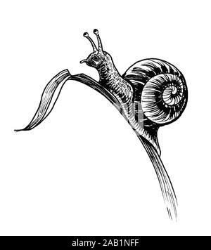 Snail on grass. Ink black and white drawing Stock Photo - Alamy
