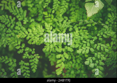 Carpet of tropical plants ferns, summer spring background, stylishly tinted pattern of jungle leaves Stock Photo