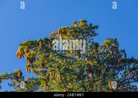 Western White Pine, Pinus monticola, needles and cones on branches high overhead, in Kings Canyon National Park, California, USA Stock Photo