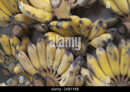 Bunches of mature yellow Asian bananas on the street market counter Stock Photo