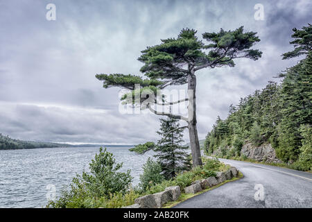 Pine tree leaning over ocean on deserted road Stock Photo