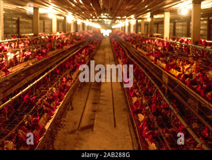 Chicken farm. Egg-laying chicken in battery cages. Commercial hens poultry farming. Layer hens livestock farm. Intensive poultry farming in close Stock Photo