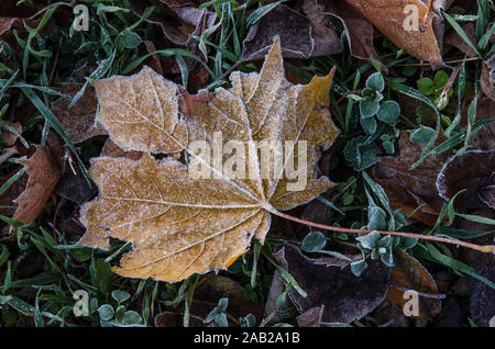 A fallen maple leaf lies on the grass covered with frost after the first frost. Stock Photo