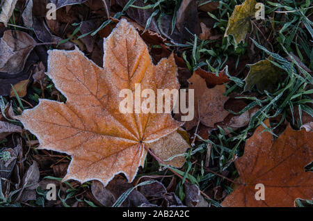 A fallen maple leaf lies on the grass covered with frost after the first frost. Stock Photo