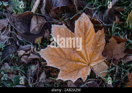 A fallen maple leaf lies on the grass covered with frost after the first frost. Texture of a maple leaf with snow crystals. Natural natural background Stock Photo