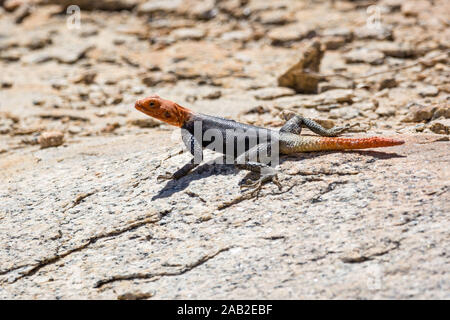 Read headed agama sitting on a stone, Namib desert, Namibia Stock Photo