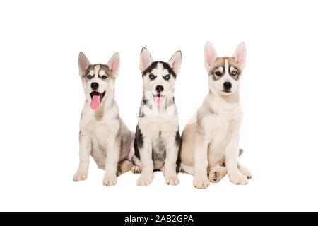 Group of puppies breed the Huskies isolated on white background Stock ...