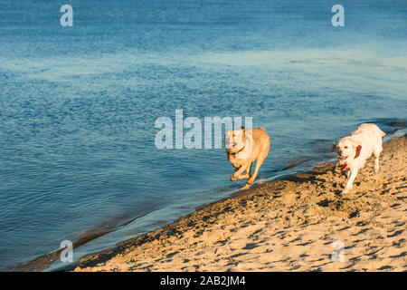 Golden Labrador retrievers having fun running along beach Stock Photo