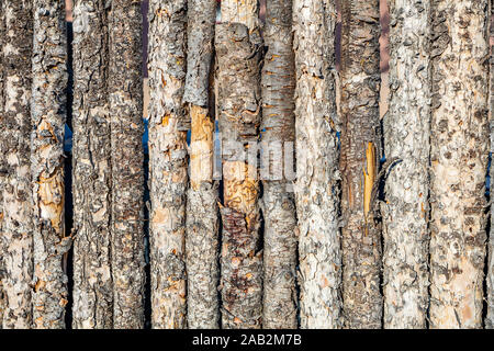 Tree trunks background texture. Vertical old logs pattern, natural fence wall material Stock Photo