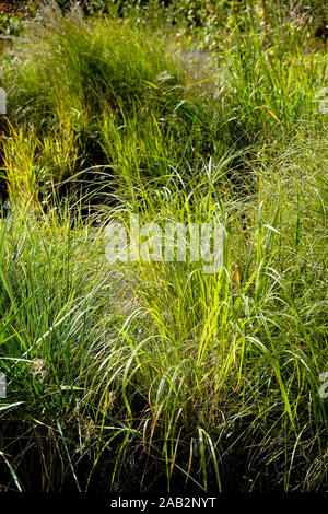 Various species types of grass grasses on sale in a garden centre nursery. Stock Photo