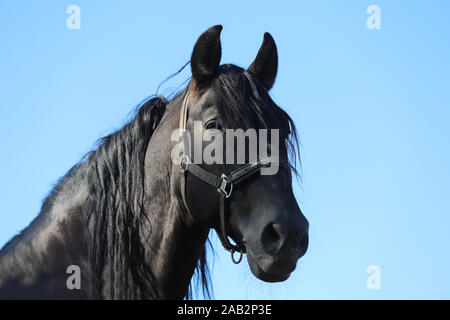 Beautiful young andalusian stallion heard the mares in autumnal corral Stock Photo