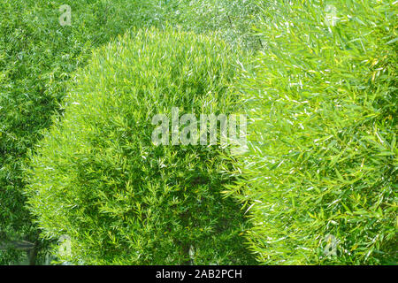 Lush crown of willow tree. Willow tree branches with young green leaves as nature background. Salix fragilis foliage wall Stock Photo