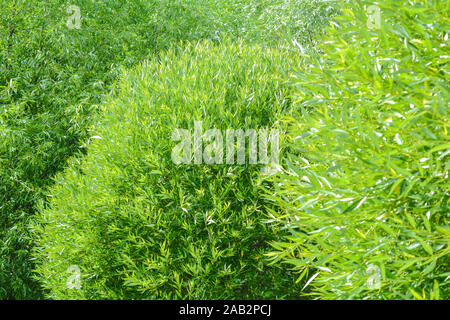 Lush crown of willow tree. Willow tree branches with young green leaves as nature background. Salix fragilis foliage wall Stock Photo