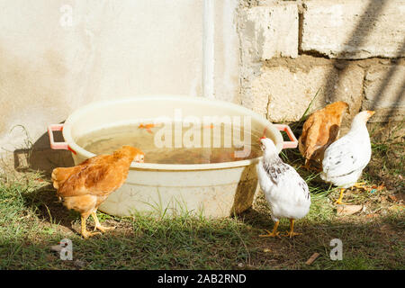 Several little chickens in the yard drinking water and pecking grass. Poultry. Farm. Stock Photo