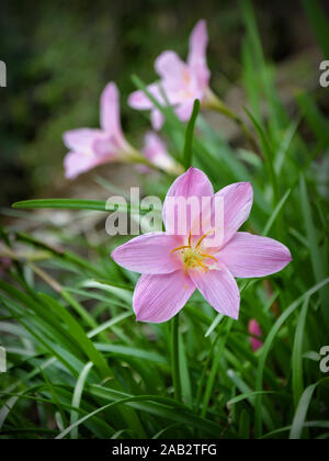 Wild rosy rain lily (Zephyranthes rosea) commonly known as the Cuban zephyrlily, rose fairy lily, rose zephyr lily or the pink rain lily. Stock Photo
