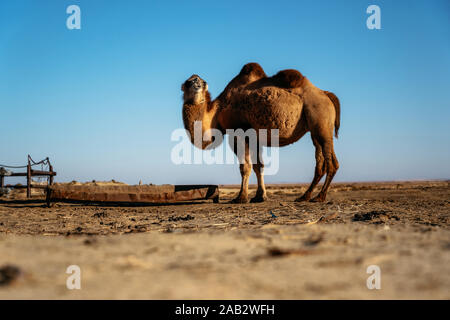 Adult two-humped camel on farm in steppe against blue sky, Kazakhstan Stock Photo