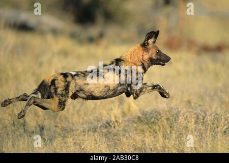 Afrikanischer Wildhund oder Hyaenenhund (Lycaon pictus)  African game dog or Hyaene Stock Photo