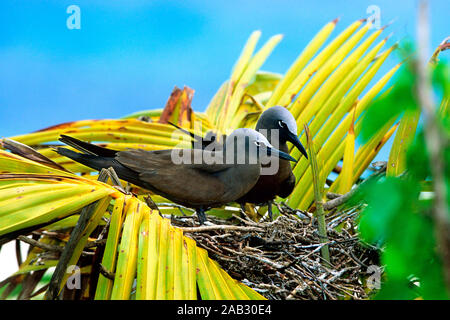 Schlangenschnabelnoddi am Nest, Palme, Bird Island, Seychellen, Indischer Ozean,  Lesser Noddy Bird, Seychells, Afrika, Indian Ocean, Stock Photo