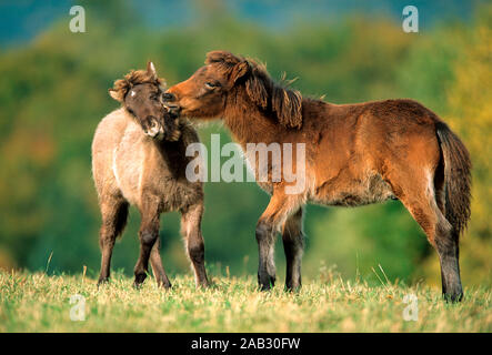 Zwei Island Ponys auf Weide in der Rhoen , Unterfranken, Bayern  Iceland Ponys on pasture in the Rhoen ( Upper Franconia) Stock Photo
