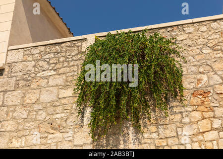 Wild organic biological capers growing from a wall in the Mediterranean landscape. Fresh food without additives grown by nature in a sunny and warm en Stock Photo