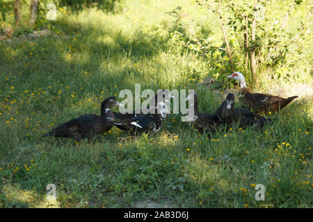 Ducks walking on the green meadow in the poultry farm. Rural lifestyle. Stock Photo