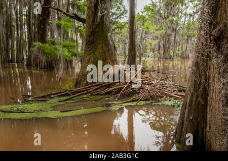 A North American Beaver (Castor canadensis) family on their lodge in Caddo Lake, near the town of Uncertain, Texas, USA. Stock Photo