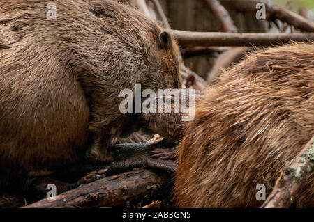 A baby North American Beaver (Castor canadensis) between its parents, on their lodge in Caddo Lake, near the town of Uncertain, Texas, USA. Stock Photo