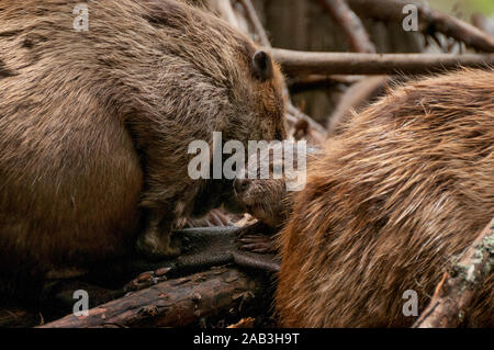 A baby North American Beaver (Castor canadensis) between its parents, on their lodge in Caddo Lake, near the town of Uncertain, Texas, USA. Stock Photo