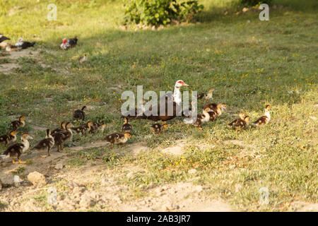 Mother duck walking with her ducklings on green meadow. Rural life. Poultry farm Stock Photo