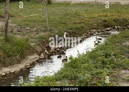 Mother duck with swimming ducklings on green meadow. Rural life. Poultry farming. Stock Photo