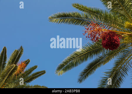 Two palm trees with green leafs and red colored dates growing in clusters high in the blue sky on a sunny day in Korcula, Dalmatia, Kroatia. Mediterra Stock Photo