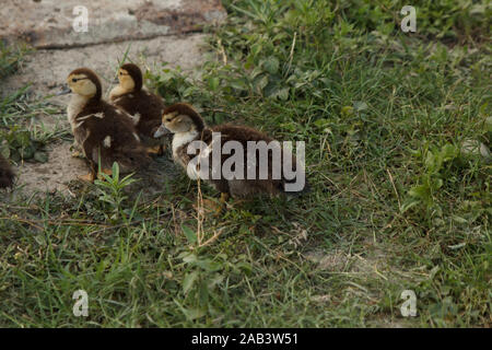 Little ducklings walking on green meadow. Farming. Rural life. Stock Photo