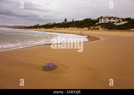 Jellyfish on Robberg Beach, Plettenberg Bay, Garden Route, South Africa Stock Photo