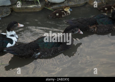 Some ducks swimming in river in the farm. Rural life Stock Photo