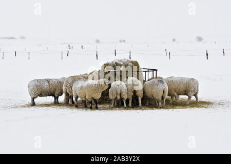 Schafe an der Nordseeküste im Schnee auf der Weide |Sheep on the North Sea in the snow on the meadow|