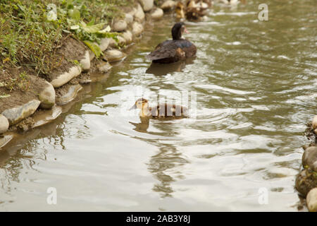 Swimming duck. Rural life. Stock Photo